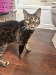 Found/Stray Female Cat last seen South Mebane street , Burlington, NC 27215