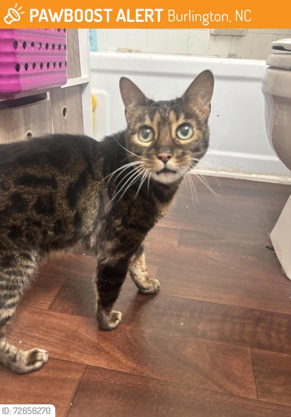 Found/Stray Female Cat last seen South Mebane street , Burlington, NC 27215