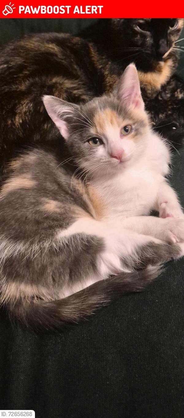 Lost Female Cat last seen St Helens road , Merseyside, England L34