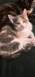 Lost Female Cat last seen St Helens road , Merseyside, England L34