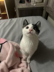 Lost Male Cat last seen Shadow oaks dr conroe tx, Conroe, TX 77303