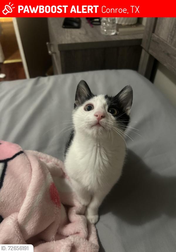Lost Male Cat last seen Shadow oaks dr conroe tx, Conroe, TX 77303