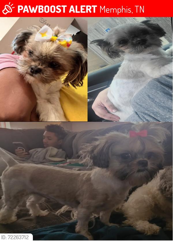 Lost Female Dog last seen Freehold and Oakden, Memphis, TN 38125