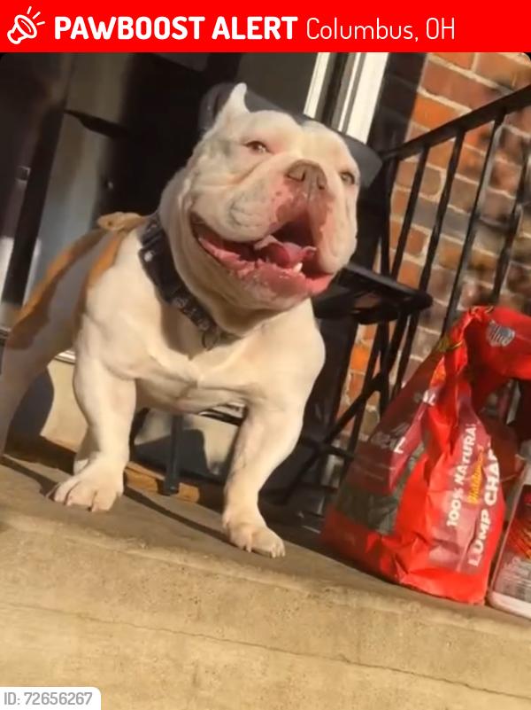 Lost Male Dog last seen Springmont, Columbus, OH 43223
