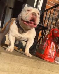 Lost Male Dog last seen Springmont, Columbus, OH 43223