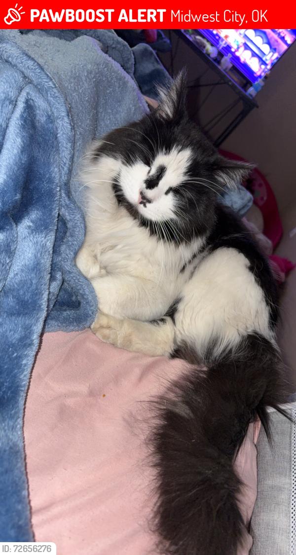 Lost Male Cat last seen Reno Ave, 15th St. Midwest City, Midwest City, OK 73130