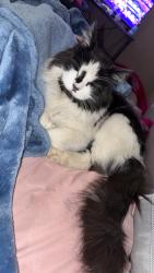 Lost Male Cat last seen Reno Ave, 15th St. Midwest City, Midwest City, OK 73130