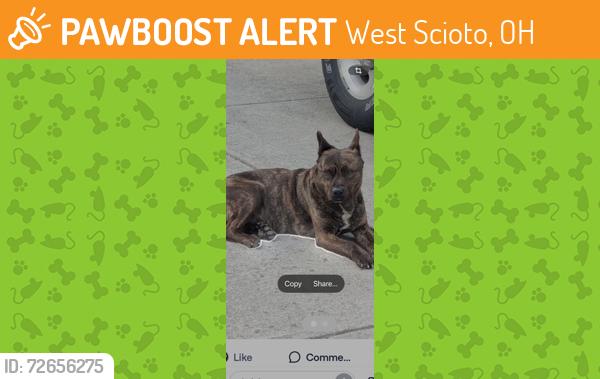 Found/Stray Male Dog last seen El Paso Drive at Nathan Drive, Columbus, Ohio 43204, West Scioto, OH 43204