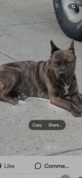 Found/Stray Male Dog last seen El Paso Drive at Nathan Drive, Columbus, Ohio 43204, West Scioto, OH 43204