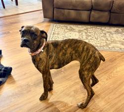 Found/Stray Female Dog last seen Main and Avenue V Texas Tech area, Lubbock, TX 79401