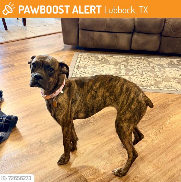 Found/Stray Female Dog last seen Main and Avenue V Texas Tech area, Lubbock, TX 79401