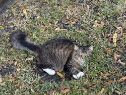 Lost Male Cat last seen Near Gay circle , Port St. Lucie, FL 34953