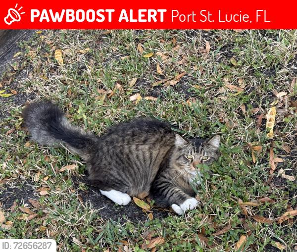 Lost Male Cat last seen Near Gay circle , Port St. Lucie, FL 34953