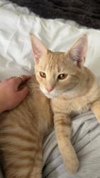 Lost Male Cat last seen Hacker and Golf Club, Howell, MI 48843