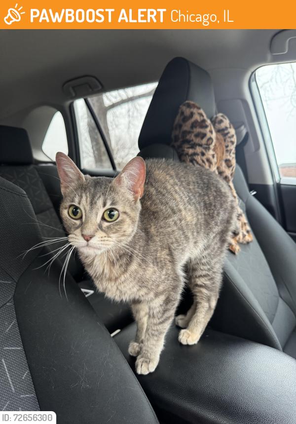 Found/Stray Female Cat last seen 53rd and Carpenter, Chicago, IL 60609