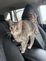 Found/Stray Female Cat last seen 53rd and Carpenter, Chicago, IL 60609