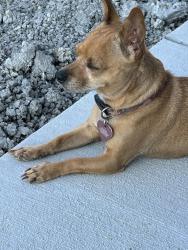 Lost Female Dog last seen Wheeley Springs Rd,, Lafayette, TN 37083