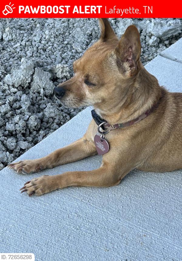 Lost Female Dog last seen Wheeley Springs Rd,, Lafayette, TN 37083