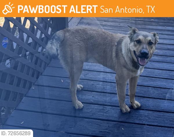 Found/Stray Male Dog last seen Tamaron Valley & Legend HTS, San Antonio, TX 78253