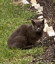 Found/Stray Female Cat last seen Stephen St and Lynn Circle Grove City Oh, Grove City, OH 43123