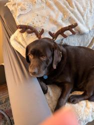Lost Female Dog last seen Bellflower & linwood, Santa Rosa, CA 95404