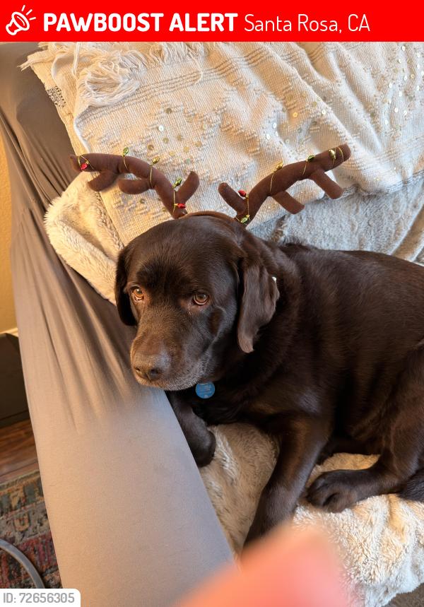 Lost Female Dog last seen Bellflower & linwood, Santa Rosa, CA 95404