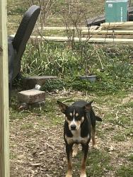 Found/Stray Male Dog last seen Big Texas Valley Rd near church, Rome, GA 30165