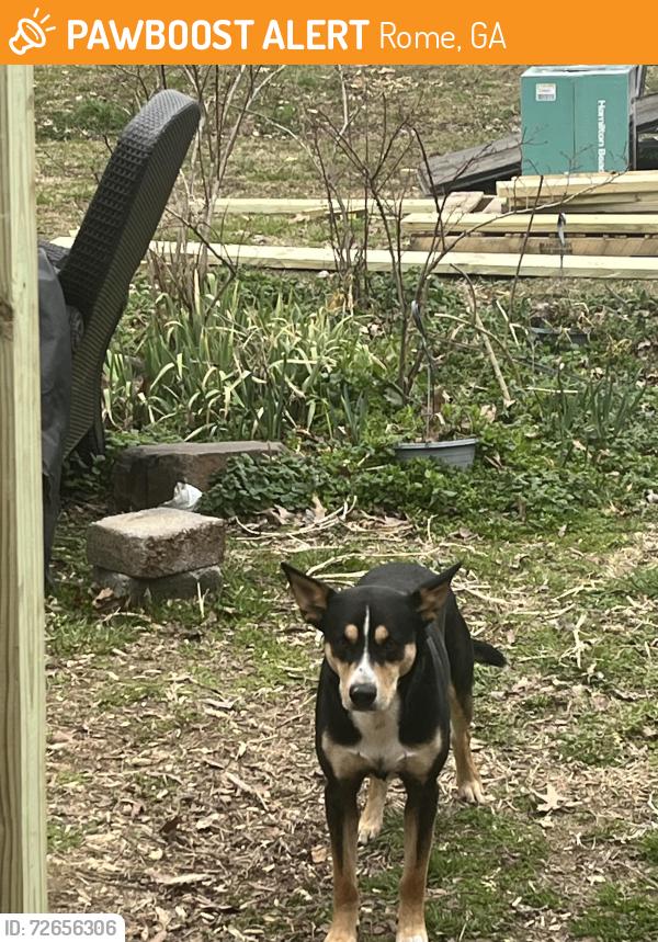Found/Stray Male Dog last seen Big Texas Valley Rd near church, Rome, GA 30165