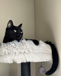 Lost Male Cat last seen Palomino Pl , Santa Clarita, CA 91387
