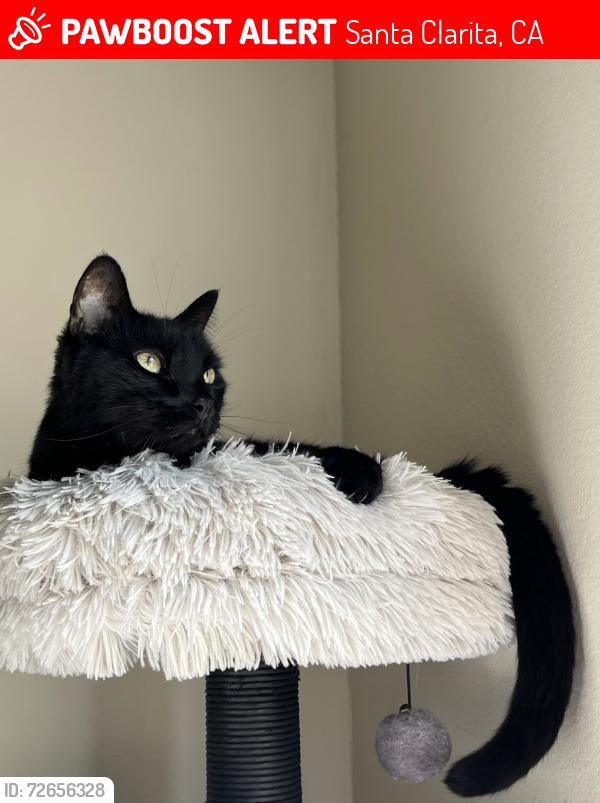 Lost Male Cat last seen Palomino Pl , Santa Clarita, CA 91387