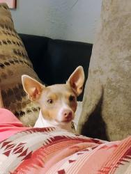 Lost Female Dog last seen Pine drive or peaceful woods, Eustace, TX 75124