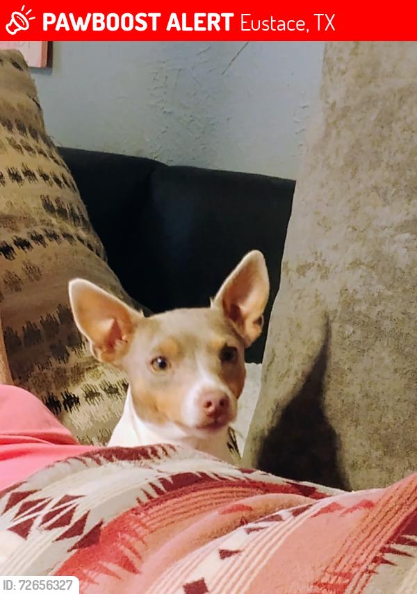 Lost Female Dog last seen Pine drive or peaceful woods, Eustace, TX 75124
