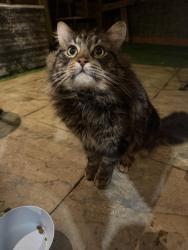 Found/Stray Male Cat last seen Kingswood court, Luton, England LU1 1BL