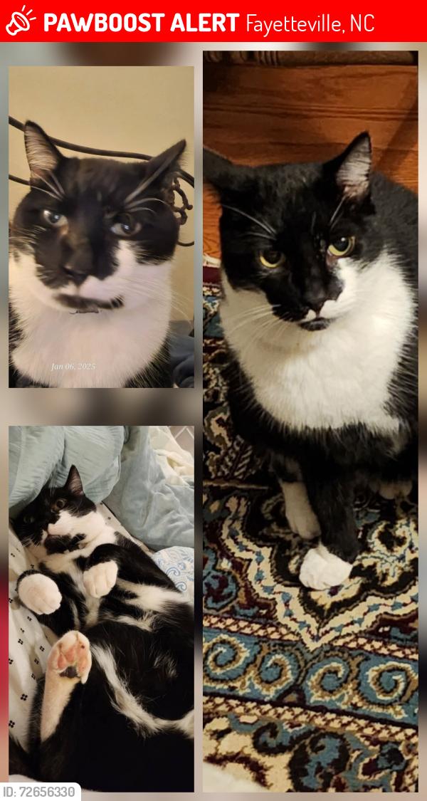 Lost Male Cat last seen Pleasant View Drive , Fayetteville, NC 28312