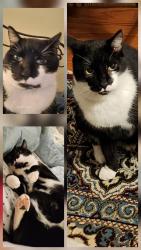 Lost Male Cat last seen Pleasant View Drive , Fayetteville, NC 28312