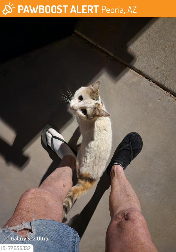 Found/Stray Unknown Cat last seen Northern and 79th ave, Peoria, AZ 85345