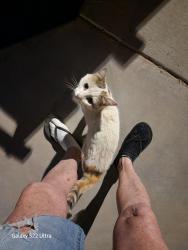 Found/Stray Unknown Cat last seen Northern and 79th ave, Peoria, AZ 85345