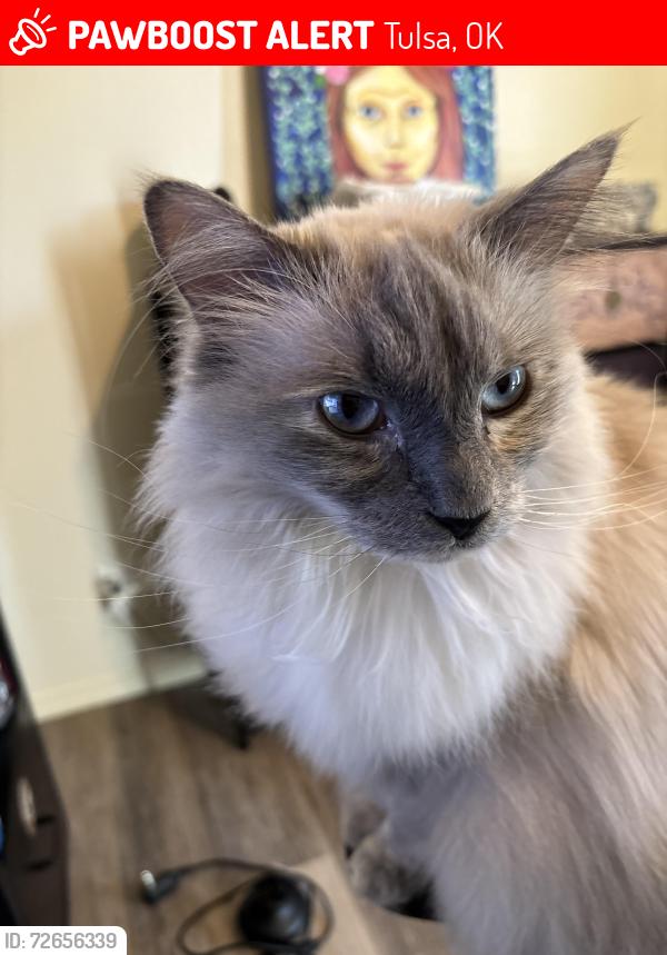 Lost Female Cat last seen 36th st N. And Columbia, Tulsa, OK 74110