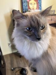 Lost Female Cat last seen 36th st N. And Columbia, Tulsa, OK 74110