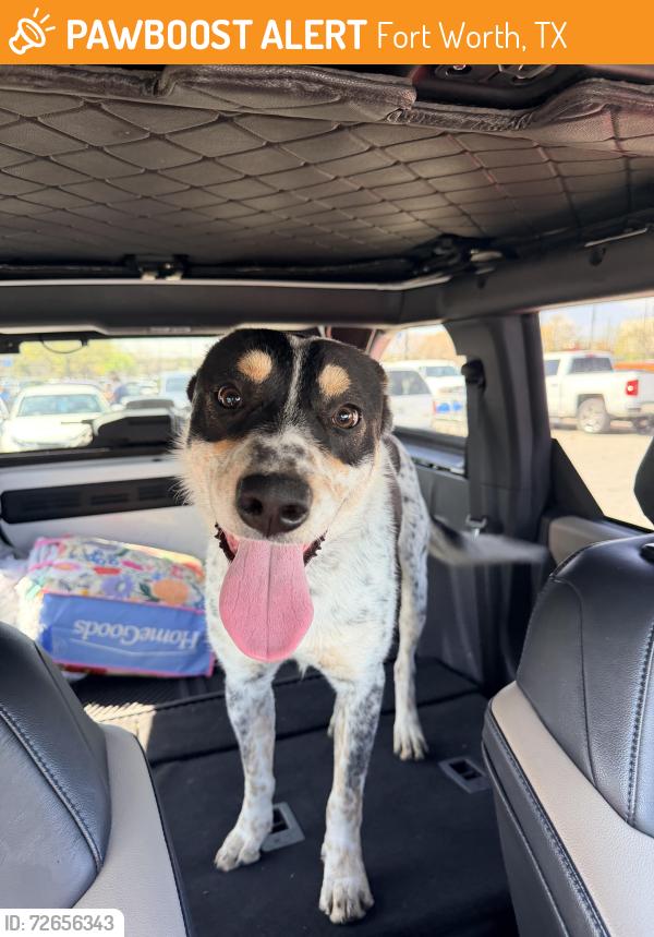 Found/Stray Male Dog last seen Walmart Jacksboro HWY Fort Worth , Fort Worth, TX 76114