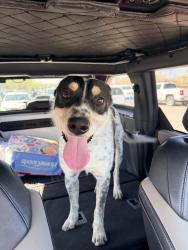 Found/Stray Male Dog last seen Walmart Jacksboro HWY Fort Worth , Fort Worth, TX 76114
