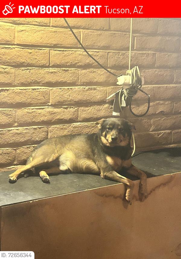 Lost Male Dog last seen Kolb and golflinks south of Deitz , Tucson, AZ 85730