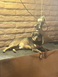 Lost Male Dog last seen Kolb and golflinks south of Deitz , Tucson, AZ 85730
