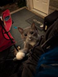 Found/Stray Male Cat last seen Westmont Ave, Pittsburgh, PA 15210