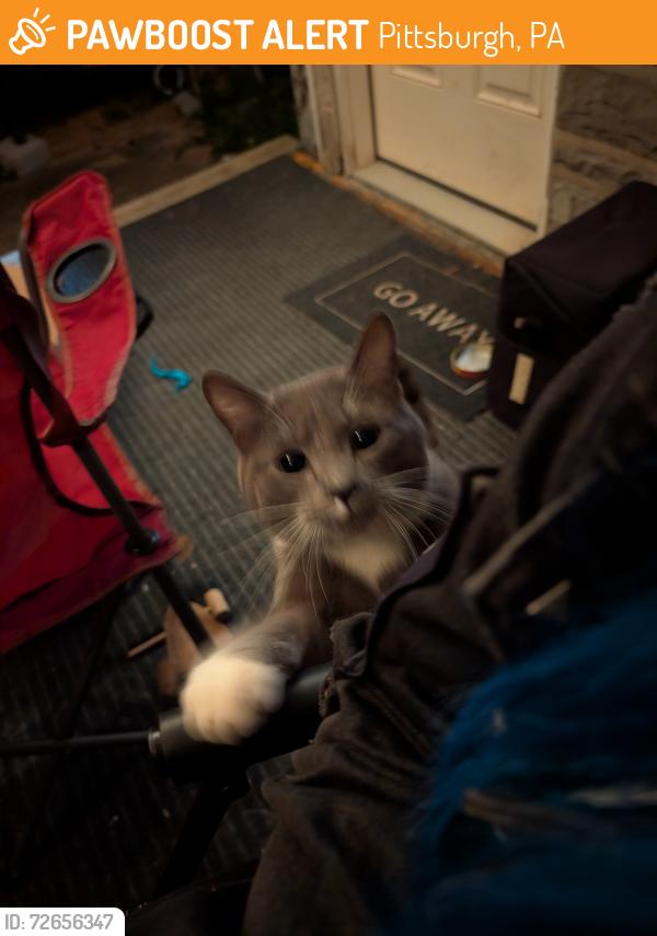 Found/Stray Male Cat last seen Westmont Ave, Pittsburgh, PA 15210