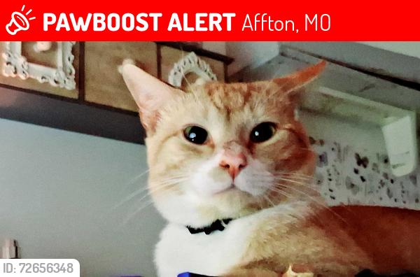 Lost Male Cat last seen Mathilda and Maxwell st. Louis , Affton, MO 63123