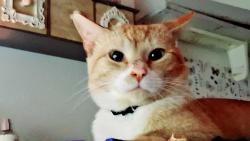 Lost Male Cat last seen Mathilda and Maxwell st. Louis , Affton, MO 63123