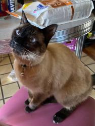 Lost Female Cat last seen Princeton Drive and Monterey Avenue, Albuquerque, NM 87106