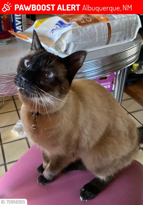 Lost Female Cat last seen Princeton Drive and Monterey Avenue, Albuquerque, NM 87106