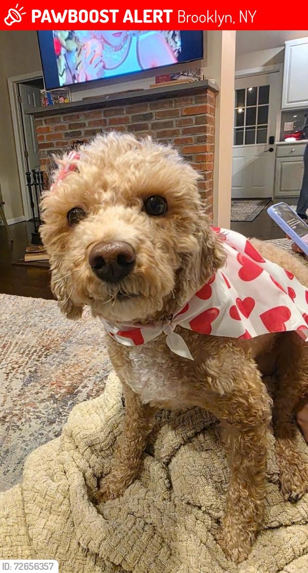 Lost Female Dog last seen Near st y 12 avenue, Brooklyn, NY 11232